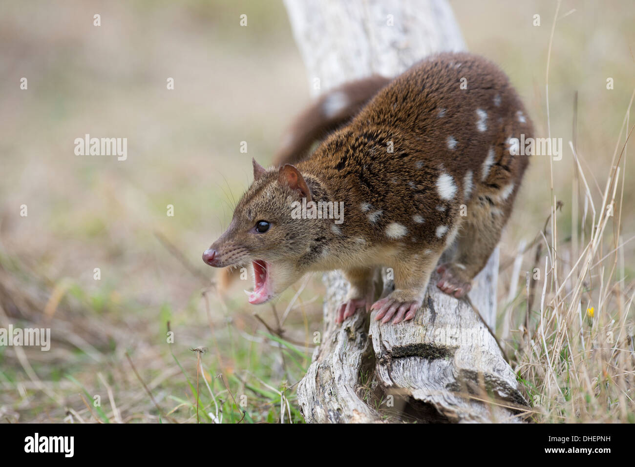 Spot-tailed quoll (Dasyurus maculatus). Jeune femme, partie d'un programme de reproduction en captivité. Banque D'Images