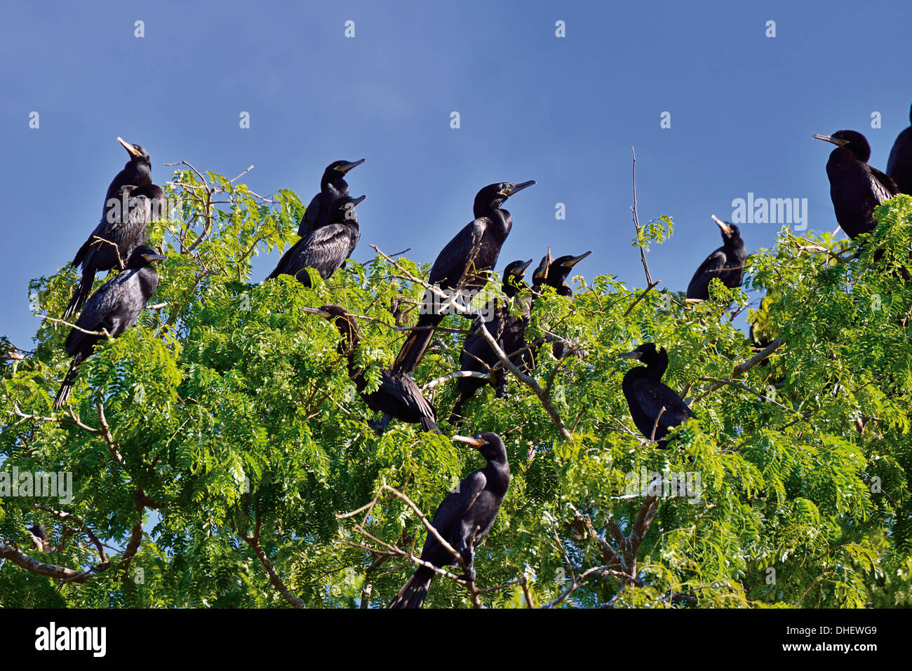 Brésil, Pantanal : Cormoran à aigrettes (Phalacrocorax brasilianus) assis sur le haut d'un buisson à Riverside Banque D'Images