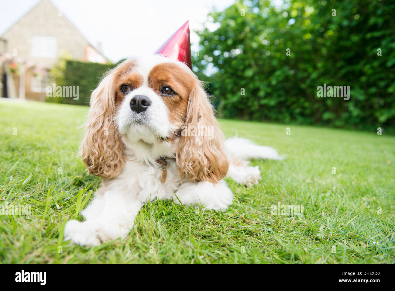Dog wearing party hat lying on grass Banque D'Images