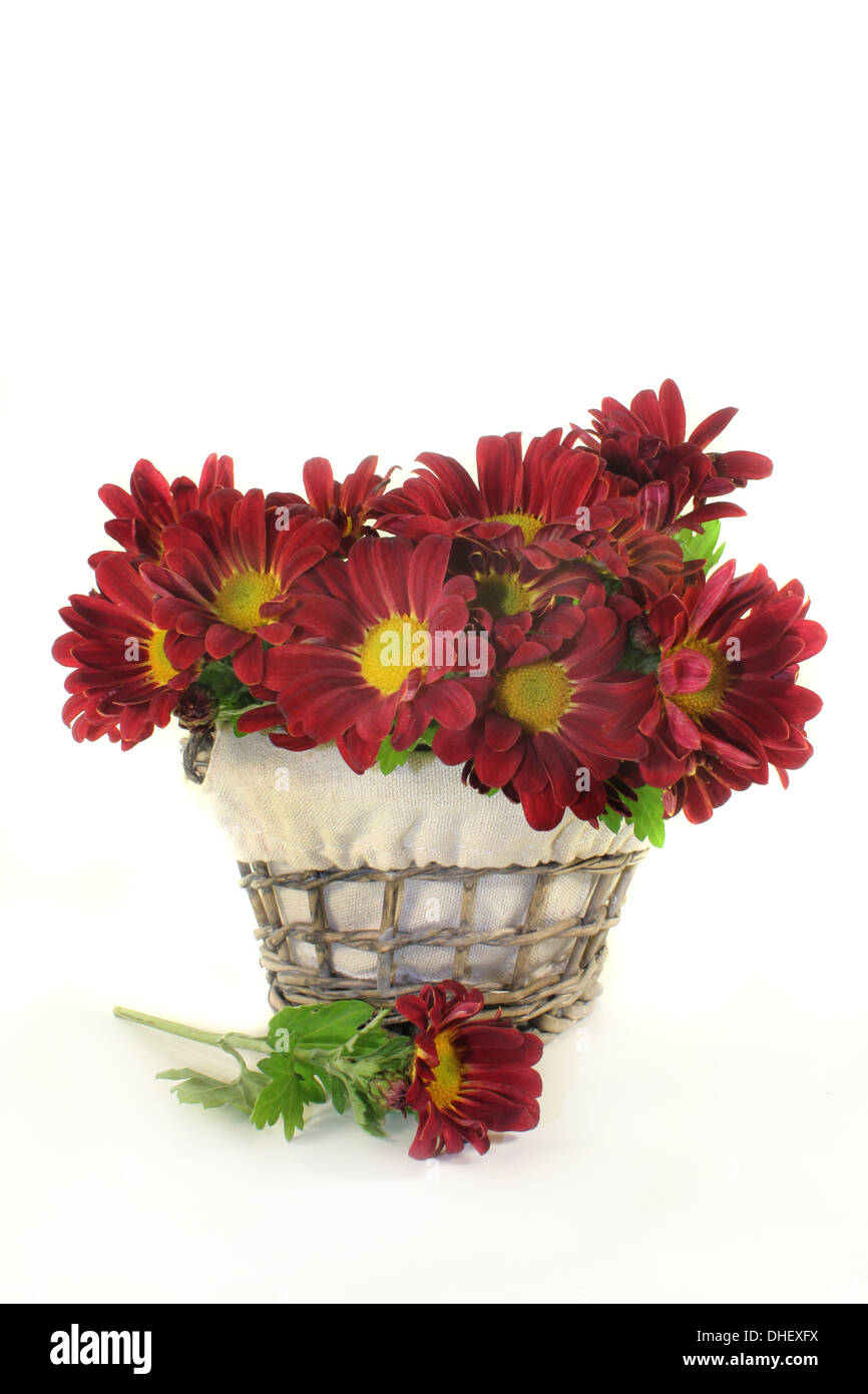 Un petit bouquet de chrysanthèmes sur fond blanc Banque D'Images