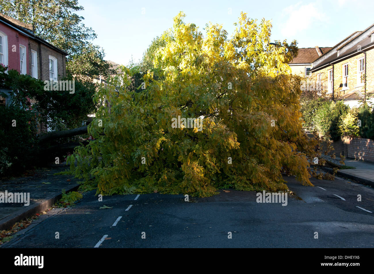 Après la tempête de st Jude.Le 28 octobre 2013. Hackney , l'Est de Londres. Un arbre tombé bloque la route. Banque D'Images