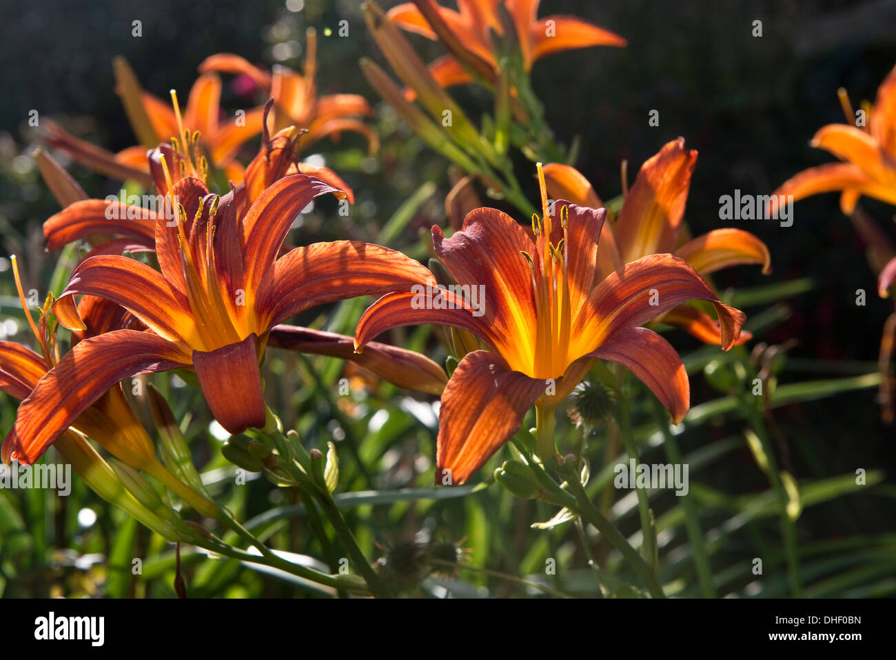 Orange Rouge de type araignée, hémérocalles hémérocalles, rétroéclairé par sunshine un soir d'été Banque D'Images