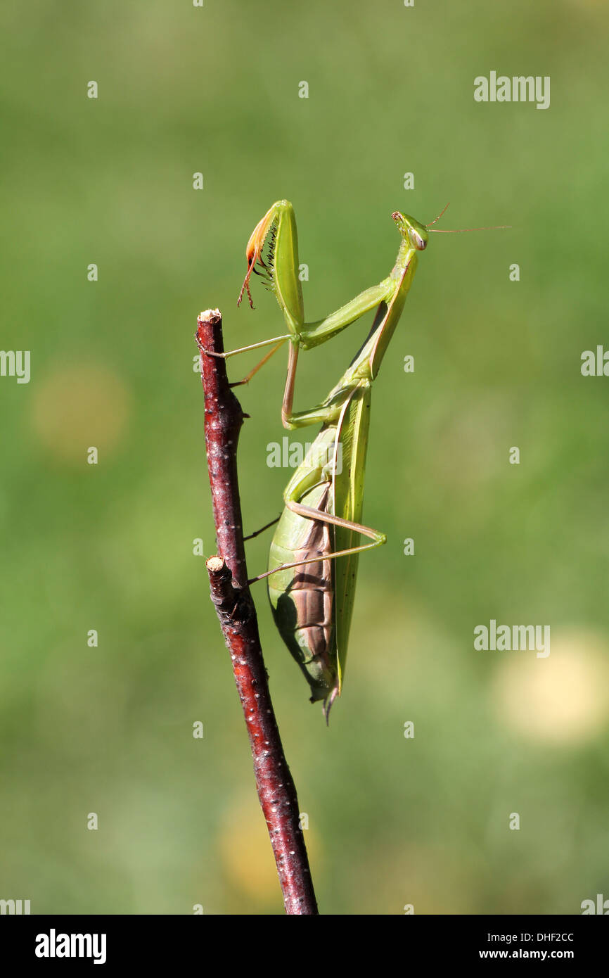 Praying mantis on twig devant un arrière-plan vert Banque D'Images