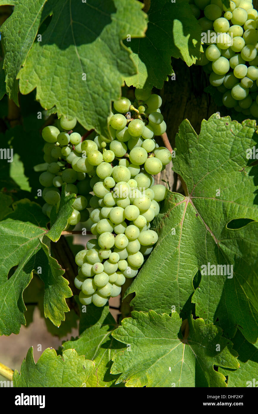 La maturation des raisins sur la vigne, Gironde, France, Août Banque D'Images