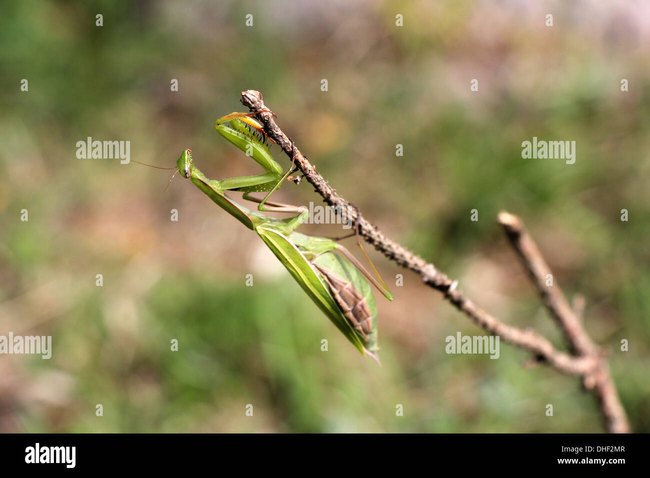 Praying mantis on twig devant un arrière-plan vert Banque D'Images