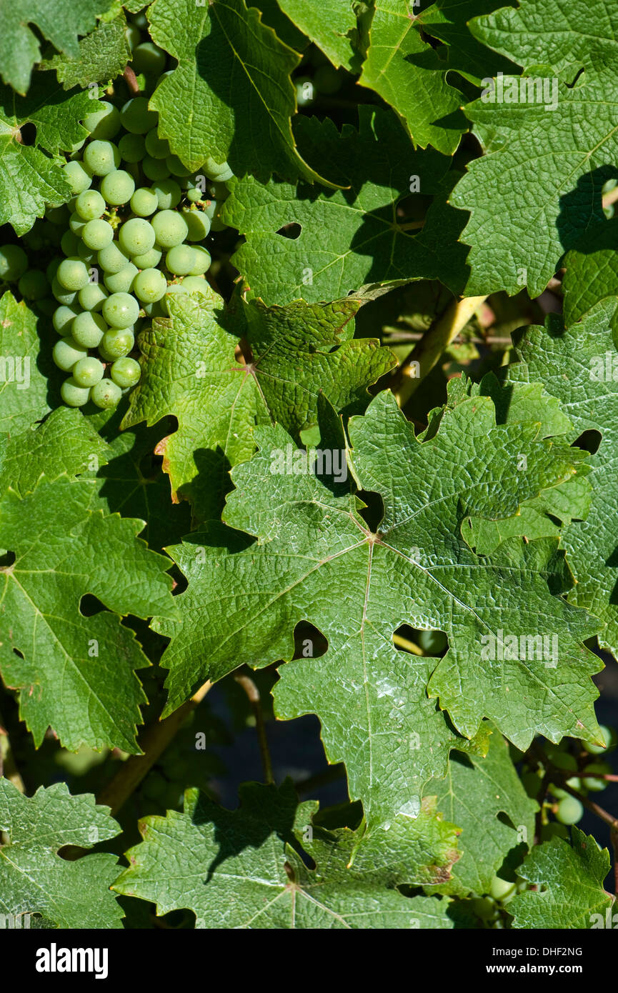 Dépôt de séché pulvérisé fongicide sur les feuilles d'une vigne avec des fruits à maturité Banque D'Images