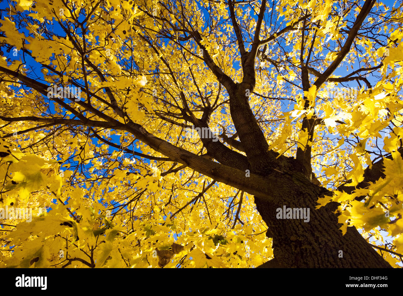 Seul arbre jaune et bleu ciel Banque D'Images