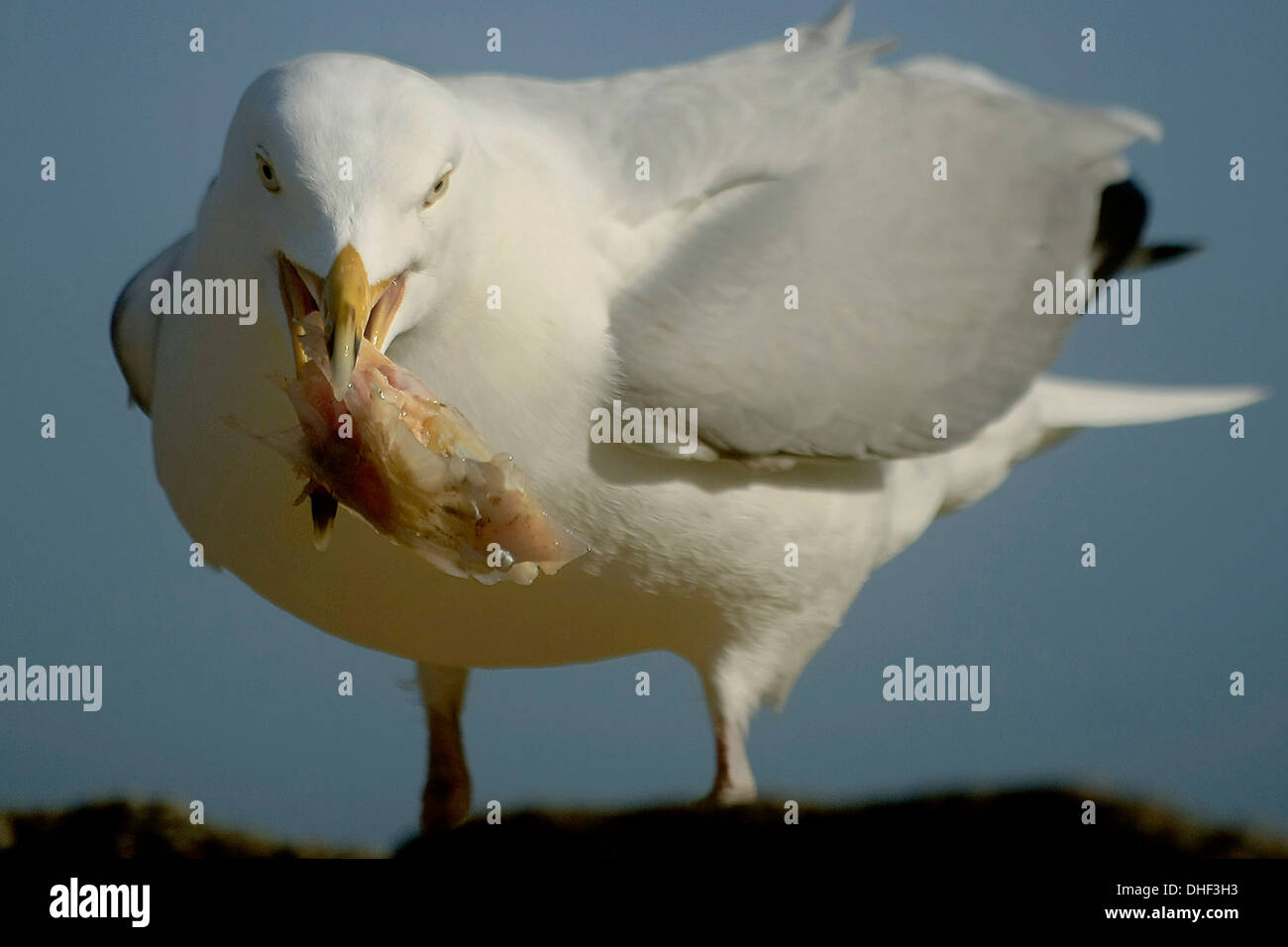 Seagull avec la chair des poissons dans son bec. Gull. Banque D'Images