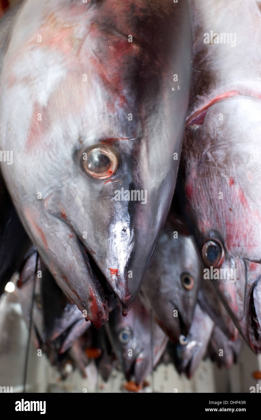 Les poissons crus tête en bas Banque D'Images