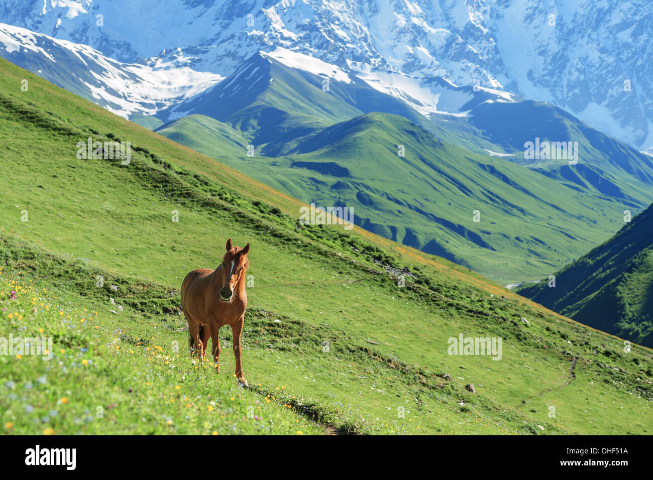 Cheval marron en haute montagne Banque D'Images