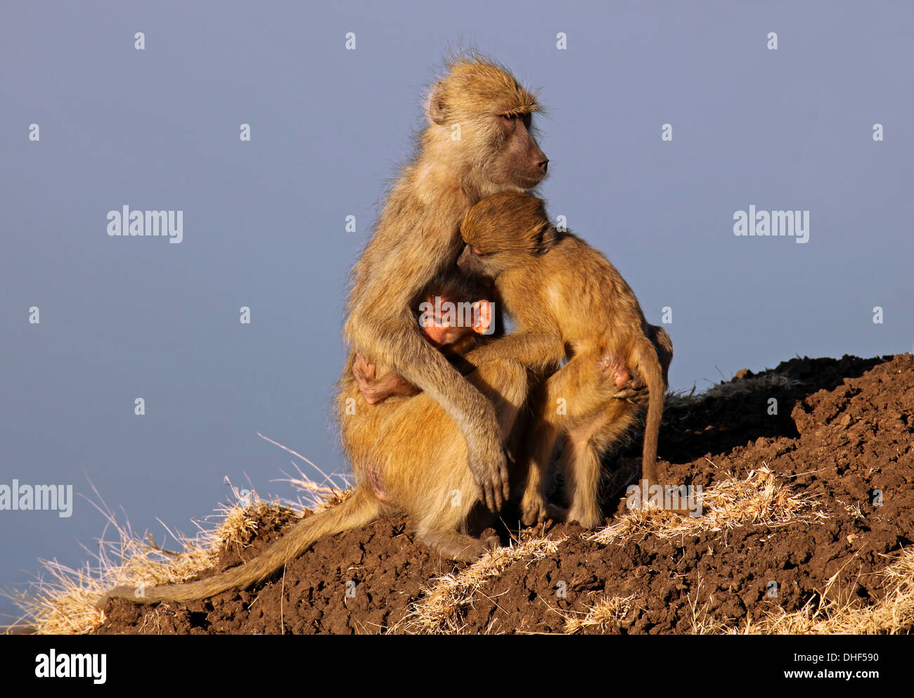 Babouin babouin cynocephalus babuin Banque de photographies et d’images ...