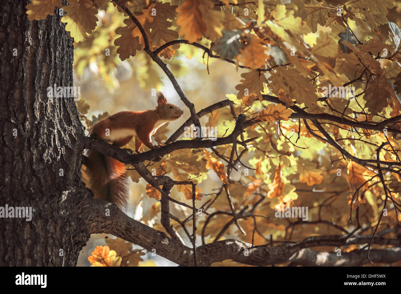 Gros plan sur l'écureuil chêne automne Banque D'Images