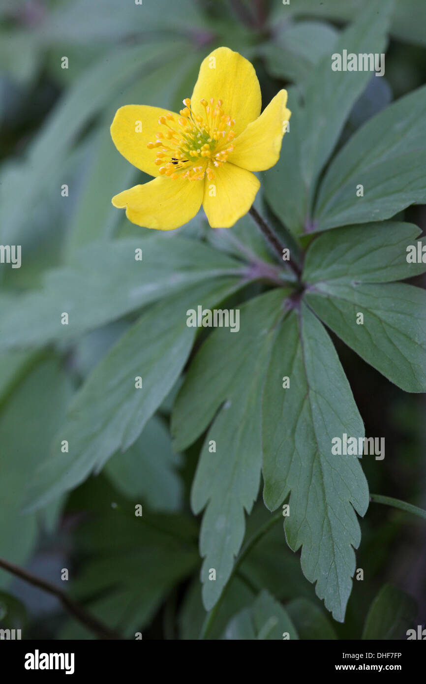 Anemone ranunculoides anémone jaune, Banque D'Images