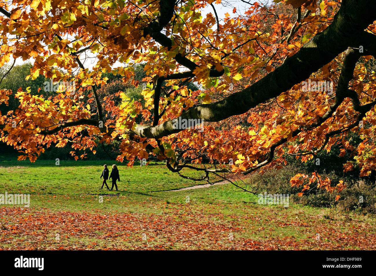 Scène d'automne, Hampstead Heath, vue de dessous, avec bow arbre feuilles d'automne deux personnes marcher le long chemin dans park Banque D'Images