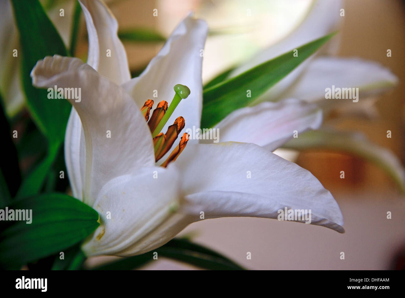 Fleur de lys blanc et d'étamines et les pétales Photo Stock - Alamy