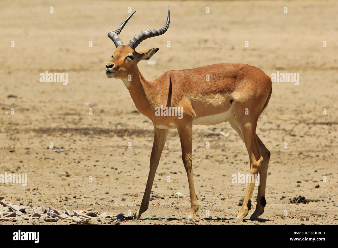 Impala commun - Faune de l'arrière-plan Afrique - belle et le plaisir de la Nature Banque D'Images