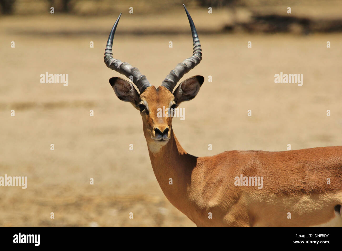 Impala commun - Faune de l'arrière-plan Afrique - belle et le plaisir de la Nature Banque D'Images