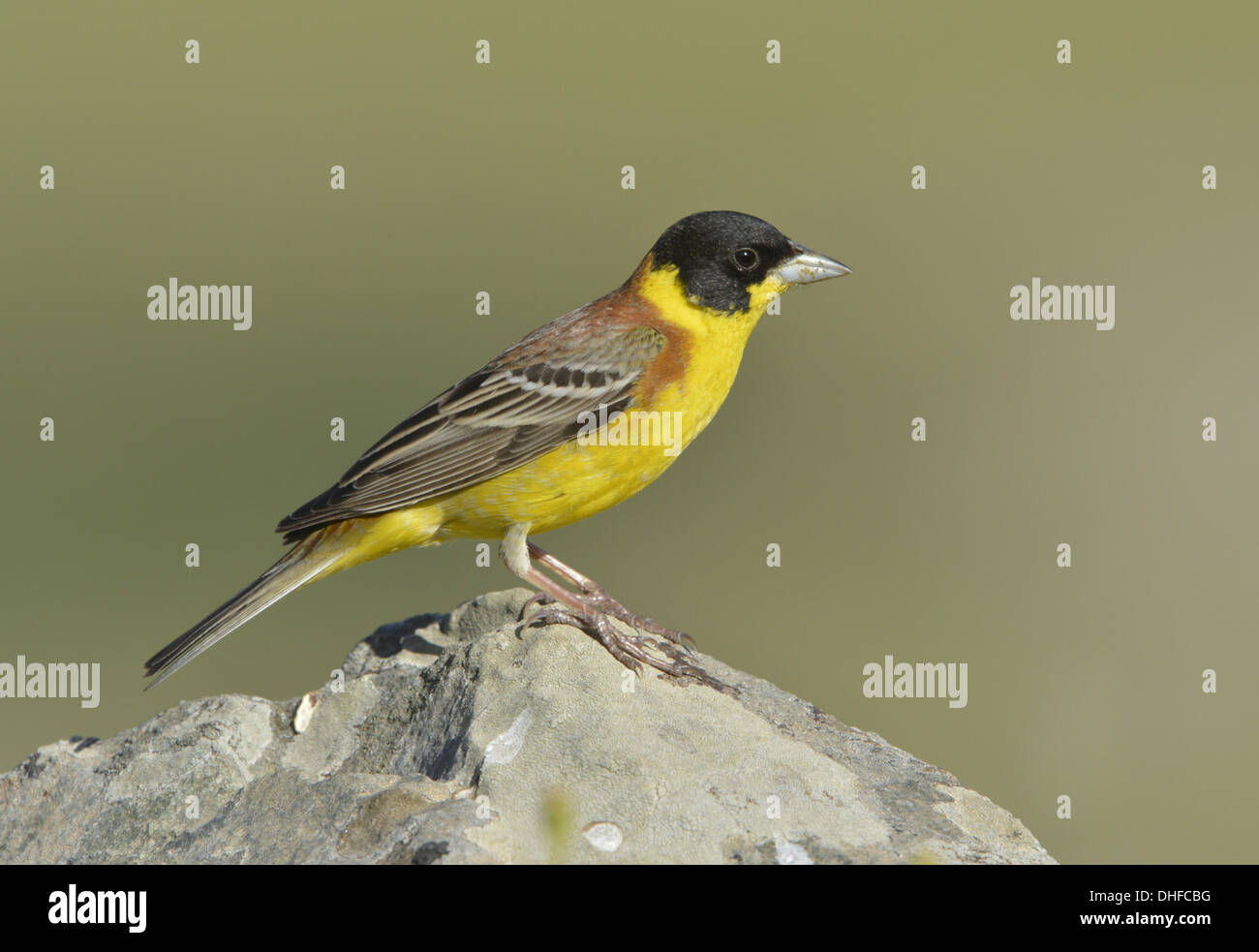 À tête noire Emberiza melanocephala. Banque D'Images