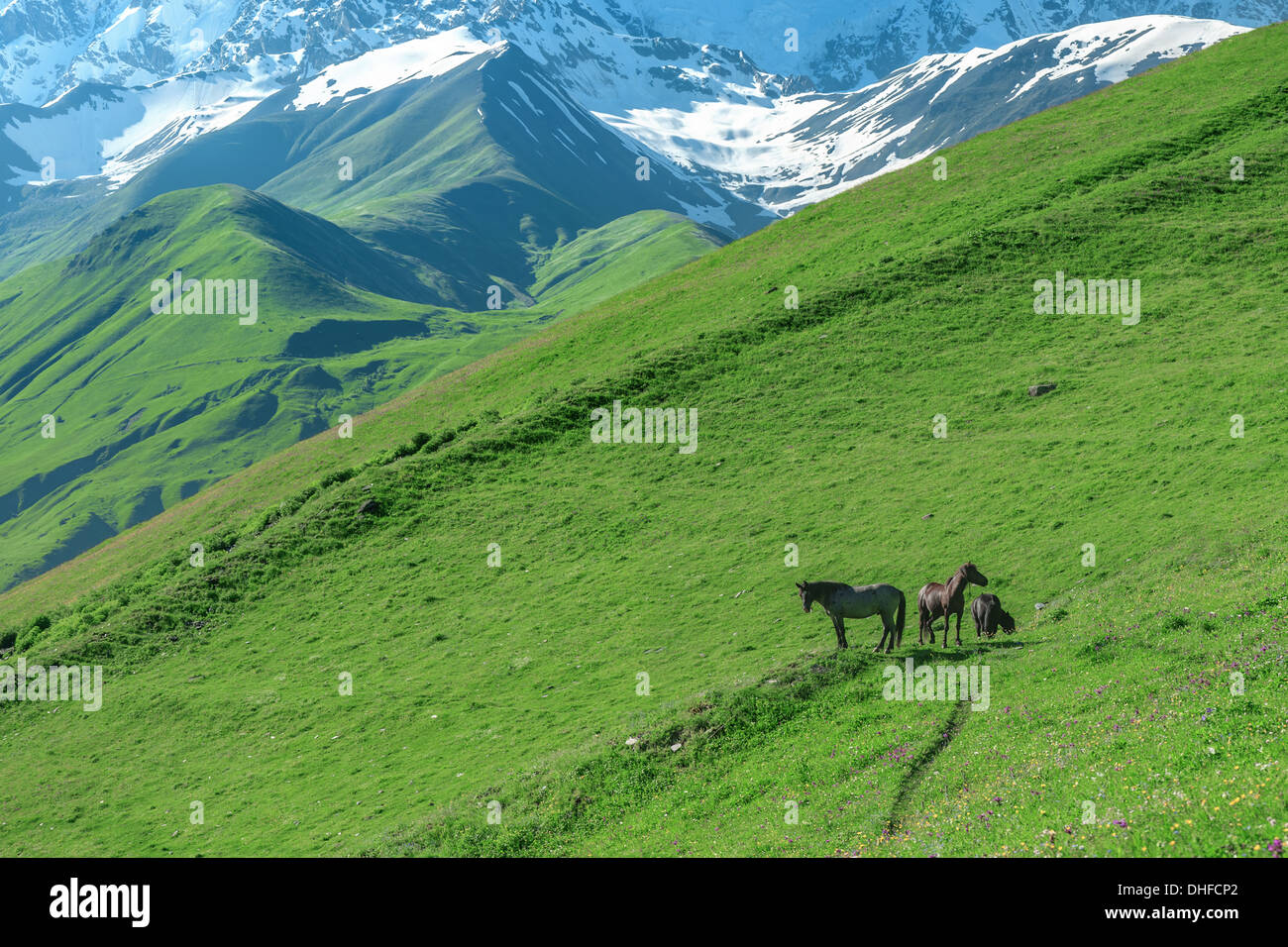 Trois horse en haute montagne Banque D'Images
