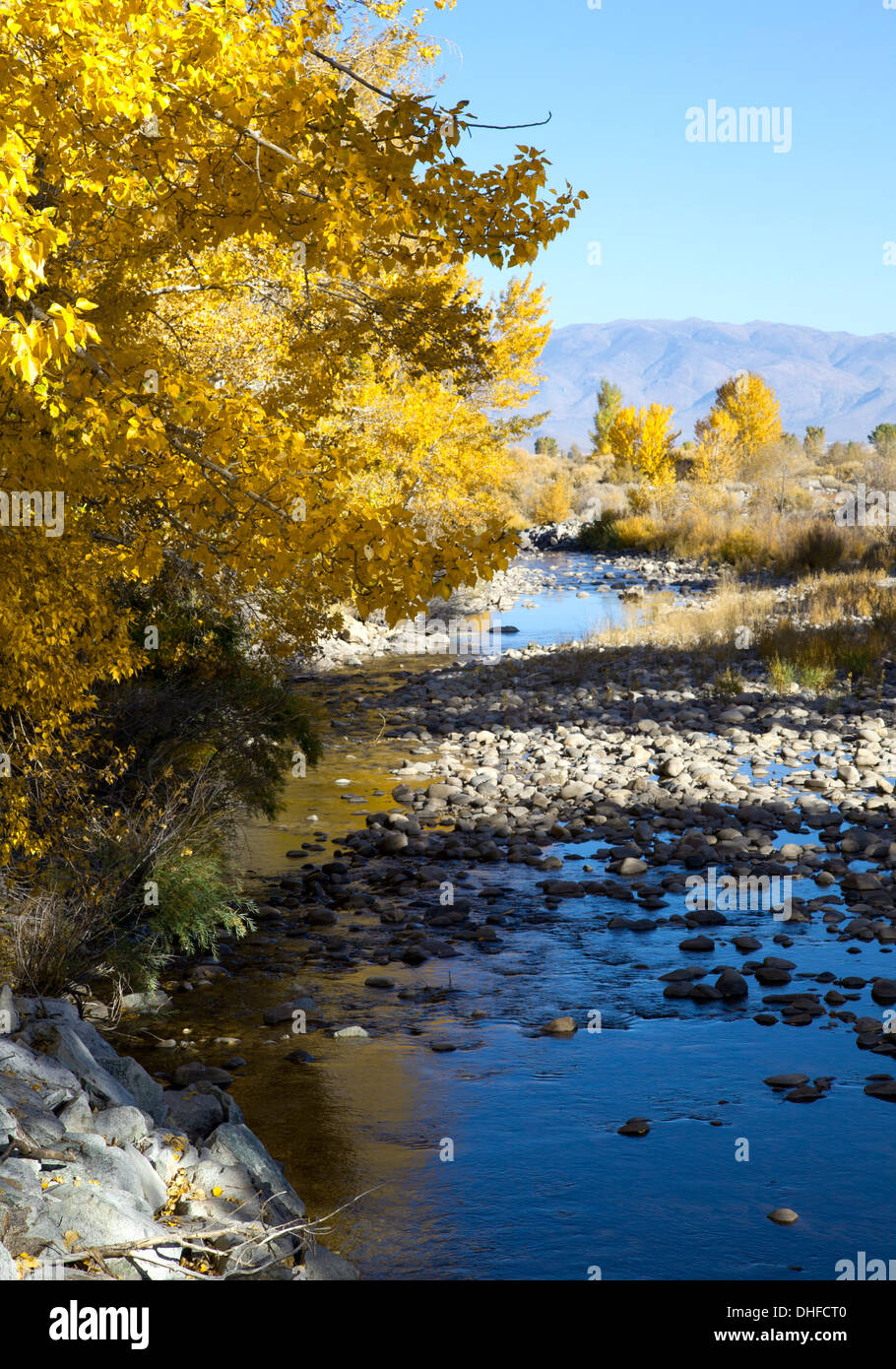 Les peupliers de l'automne dans la vallée de la rivière Walker, CA, 2013. Banque D'Images