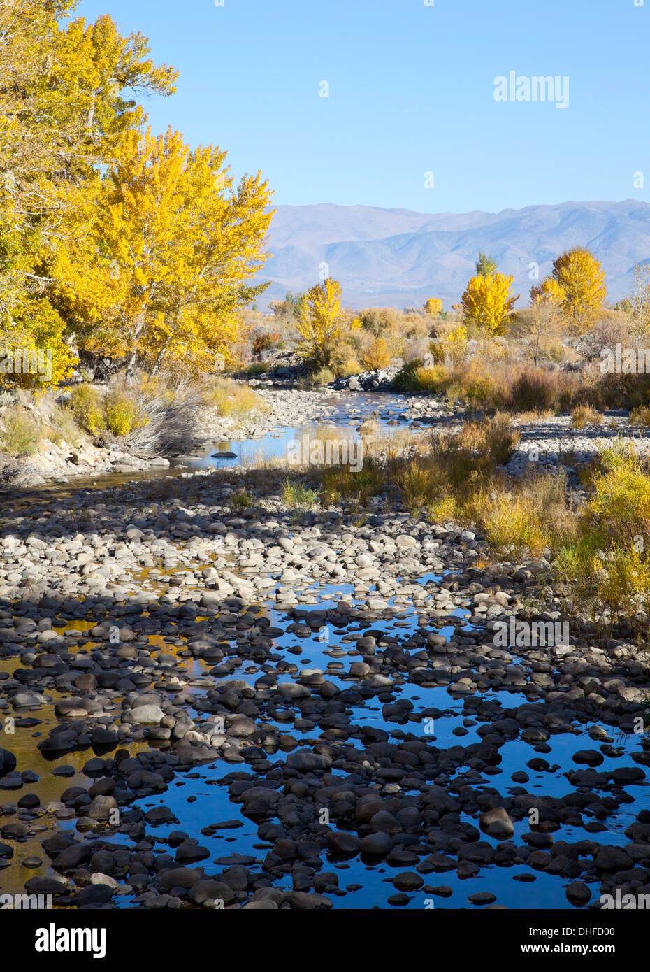 Les peupliers de l'automne dans la vallée de la rivière Walker, CA, 2013. Banque D'Images