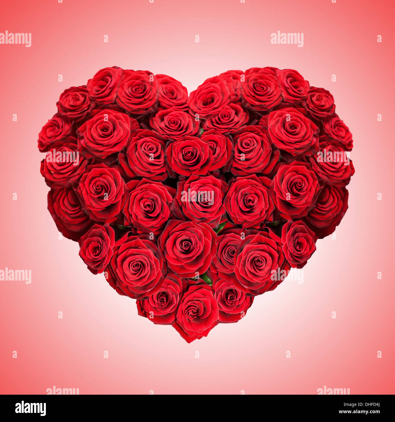 Coeur de rose rouge sur fond rose Banque D'Images