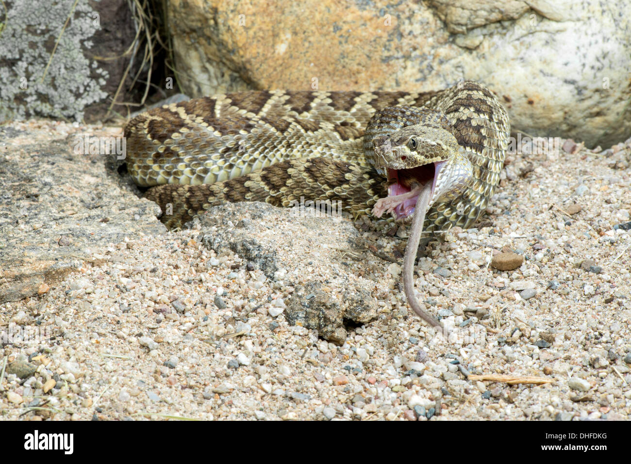 Crotale Mohave mangeant une souris Crotalus scutulatus & Cactus Peromyscus eremicus Banque D'Images