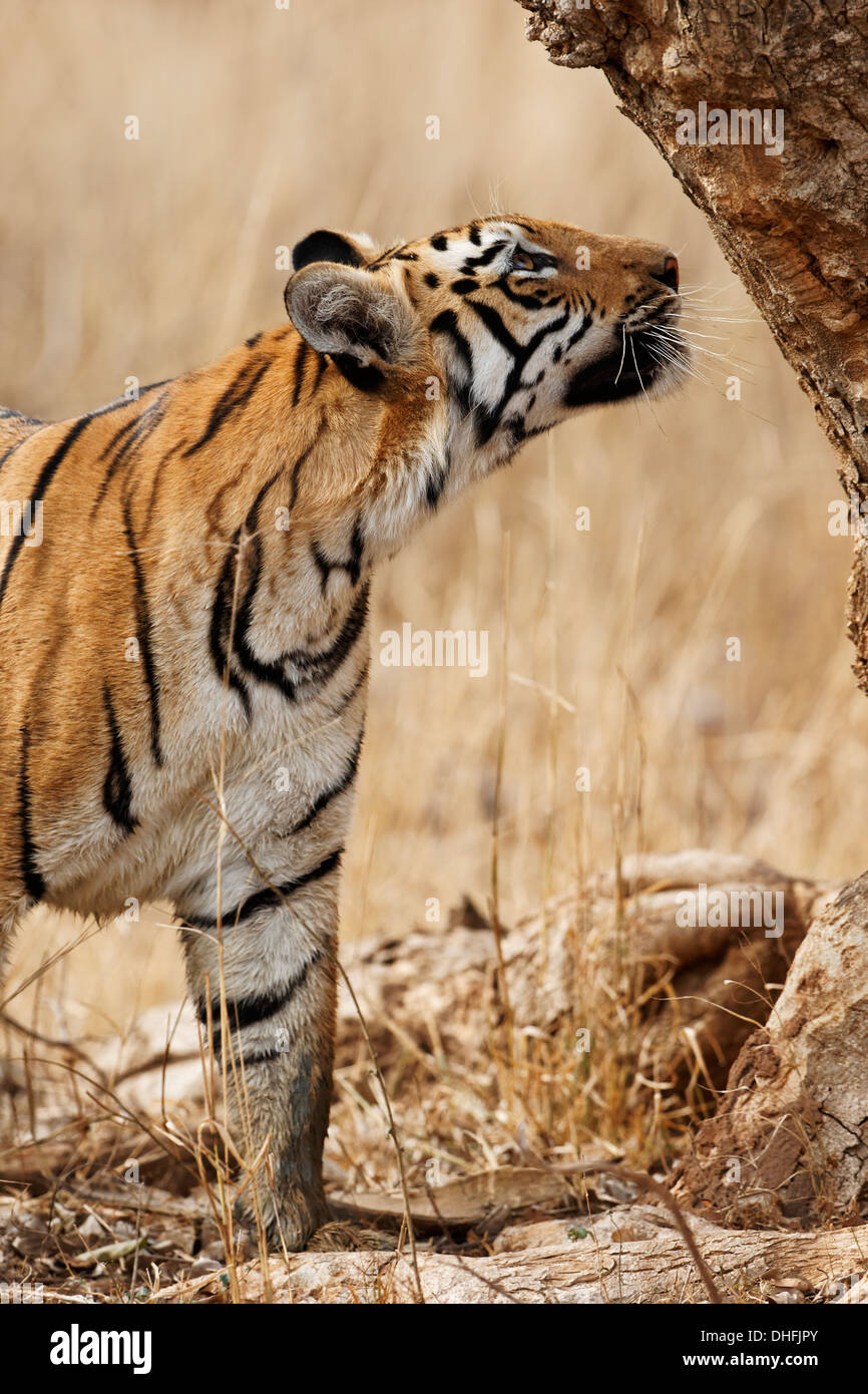 Tigre du Bengale dans la forêt de Tadoba, Inde. [In] Banque D'Images