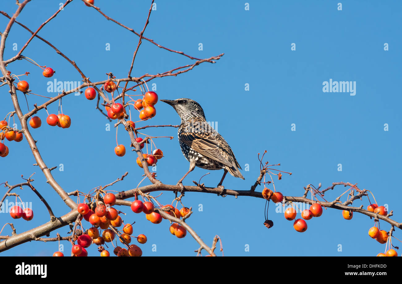 Repéré starling manger des fruits dans un pommier Banque D'Images