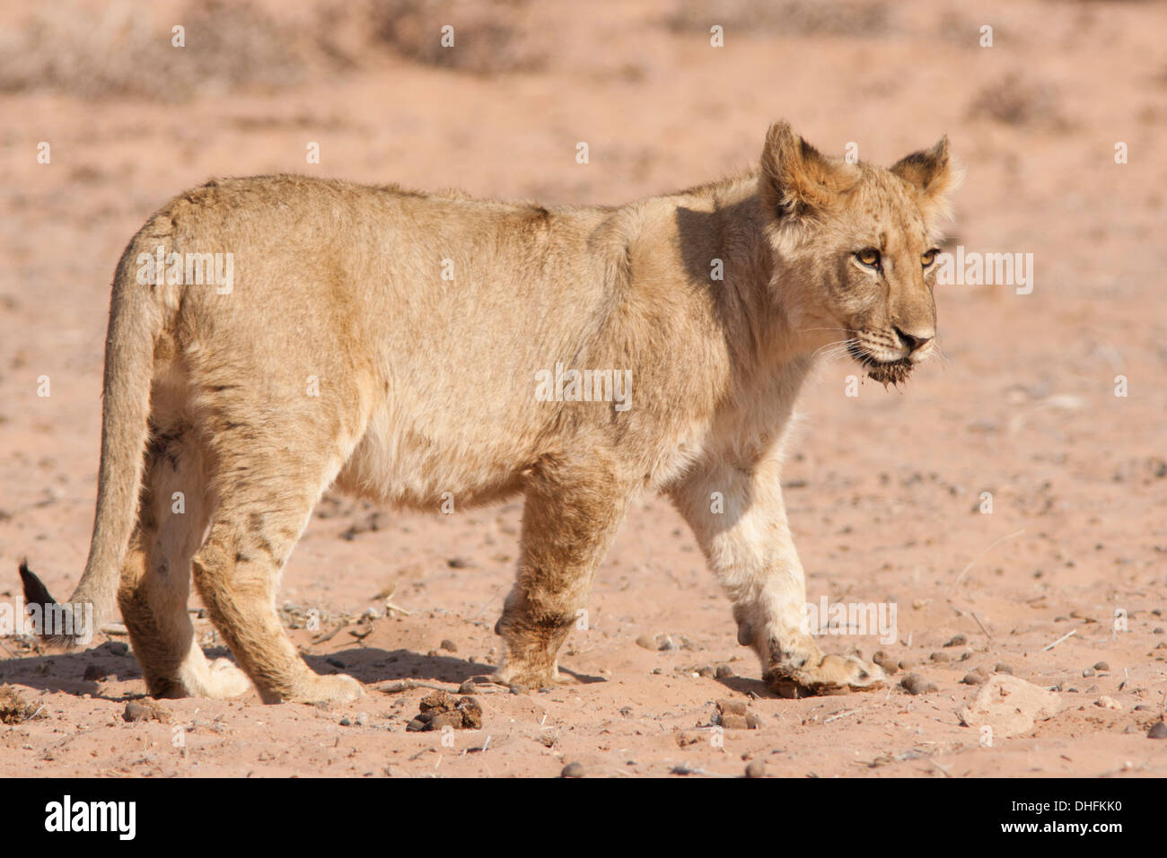 L'African Lion cub dans le désert du Kalahari Banque D'Images