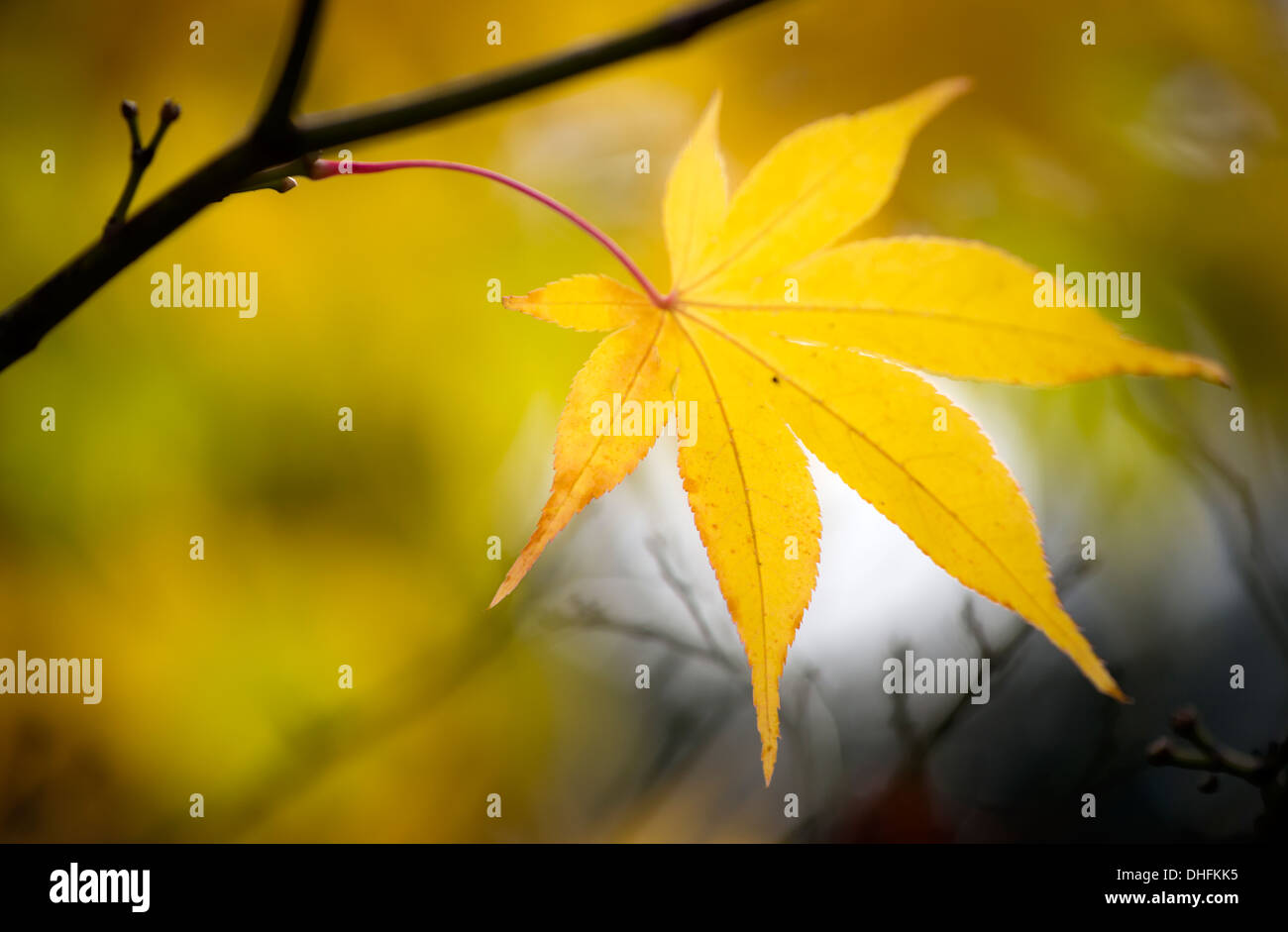 L'automne jaune feuille d'érable Banque D'Images