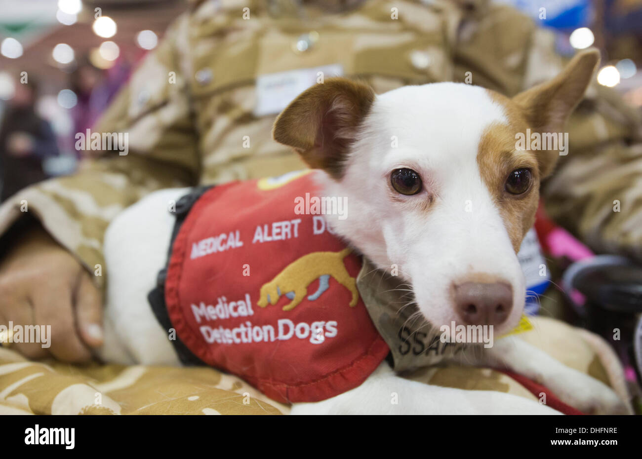 Londres, Royaume-Uni. 9 novembre 2013. Sur la photo : alerte médicale ne de l'organisme de bienfaisance de chiens détecteurs médicaux. Le Kennel Club a deux jours de l'événement Découvrez les chiens 2013 ouvre ses portes à l'Earl's Court Exhibition Centre, à Londres. Photo : Nick Savage/Alamy Live News Banque D'Images