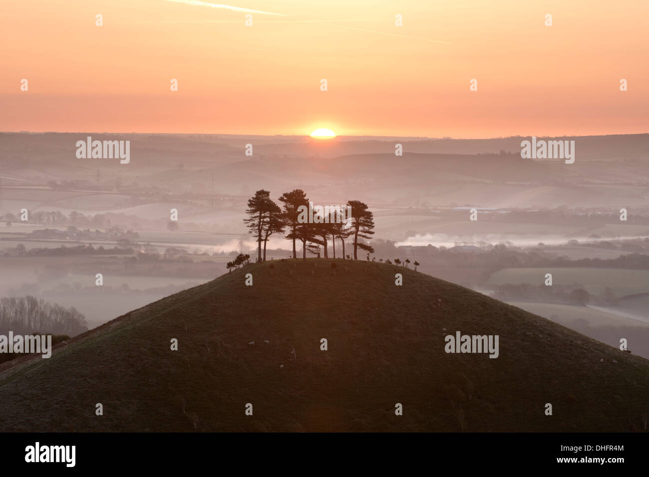Colmer's Hill, dans le Dorset, au lever du soleil sur un misty tôt le matin au début du printemps. Banque D'Images