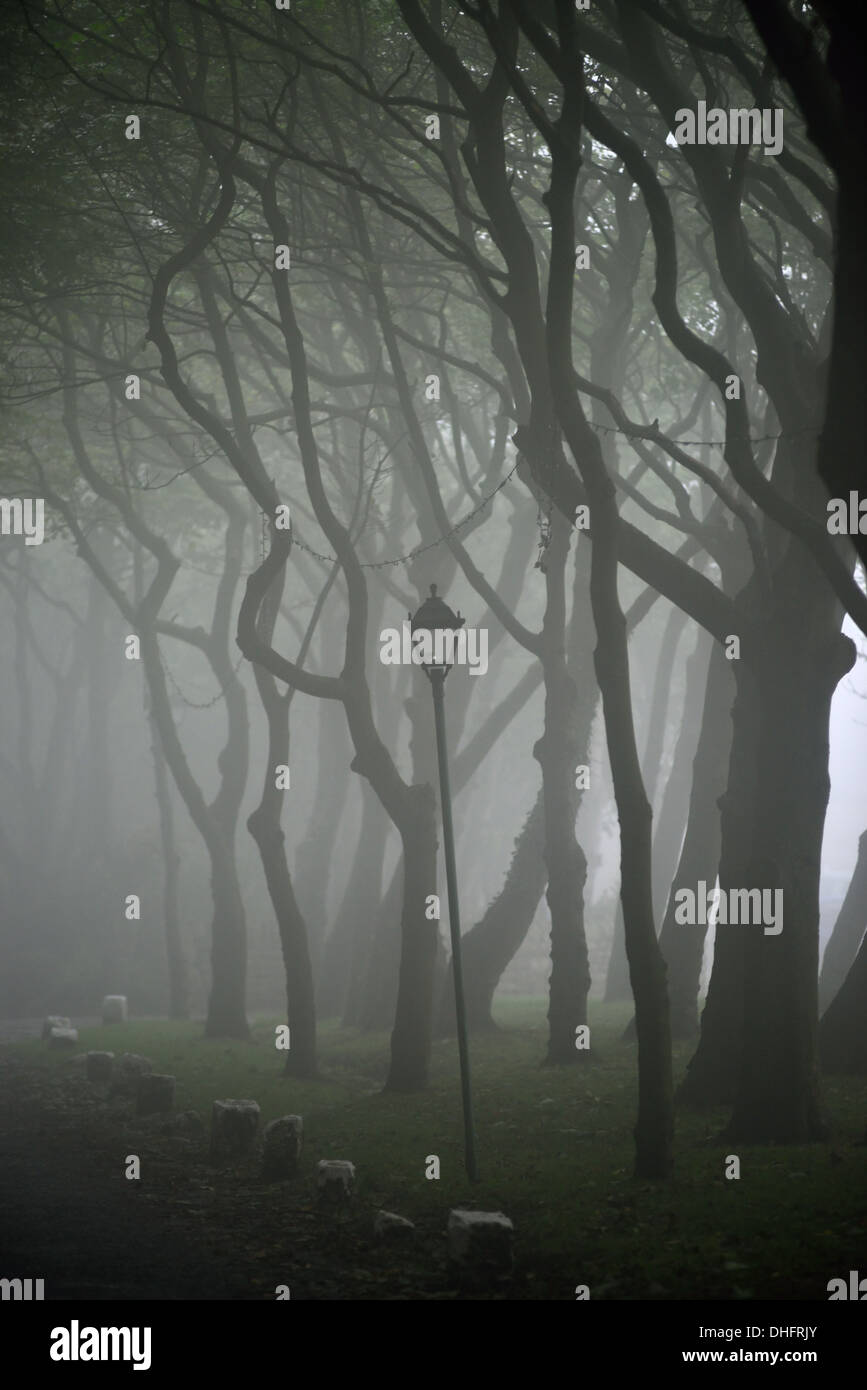 Les arbres dans le brouillard fantasmagorique Banque D'Images