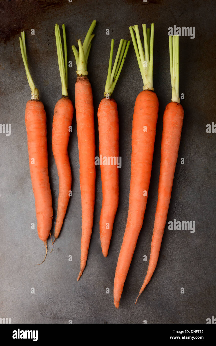 Carottes biologiques fraîches cueillies sur une plaque de métal. Les sommets des carottes ont été coupées. Format vertical. Banque D'Images