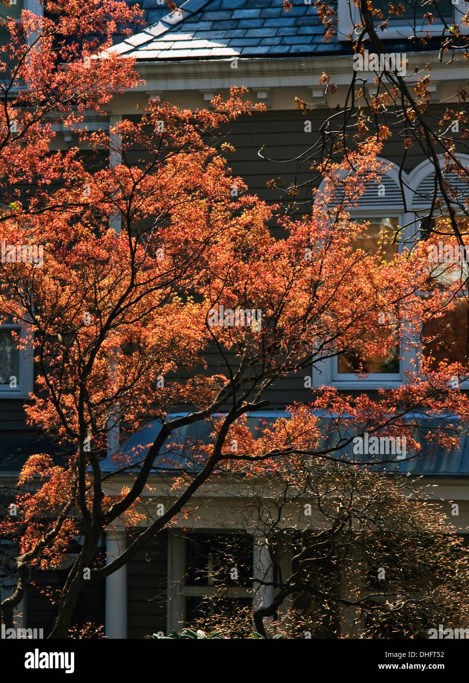 Une vieille maison derrière un arbre avec des feuilles en fleurs Banque D'Images