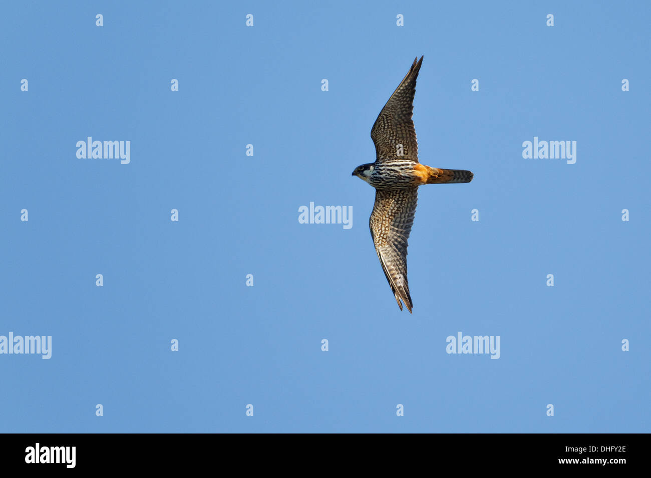 Eurasienne adultes Hobby (Falco subbuteo) en vol Banque D'Images