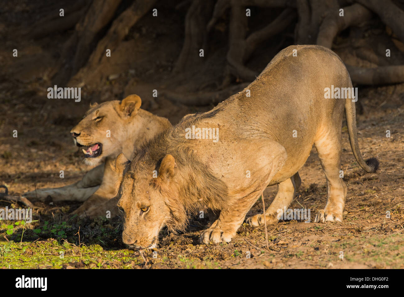 Male lion (Panthera leo) de boire, Lionne dans l'arrière-plan Banque D'Images