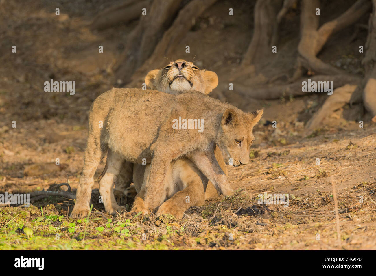 Lion cub frottant contre lioness (Panthera leo) Banque D'Images