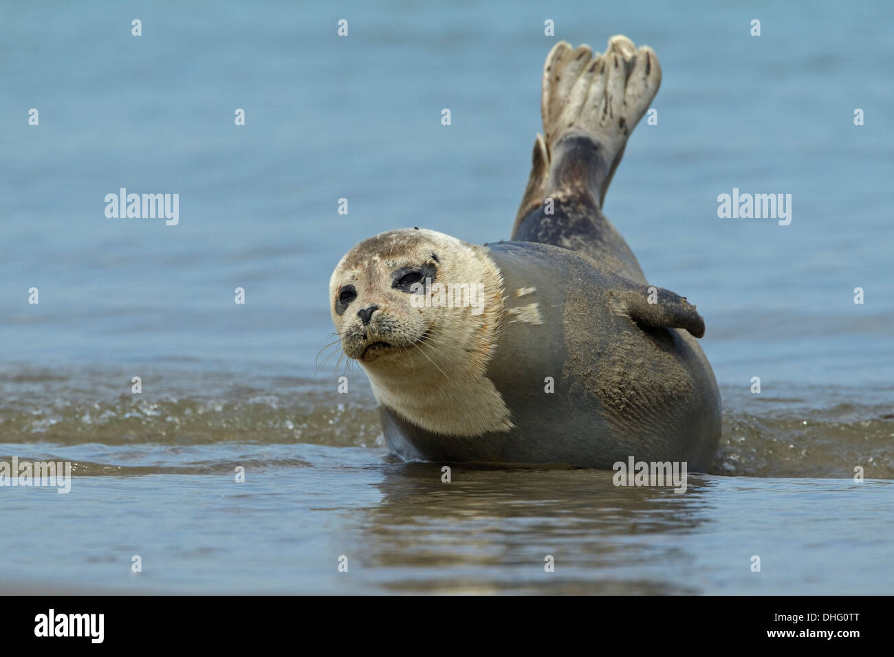 Phoque commun (Phoca vitulina) Banque D'Images