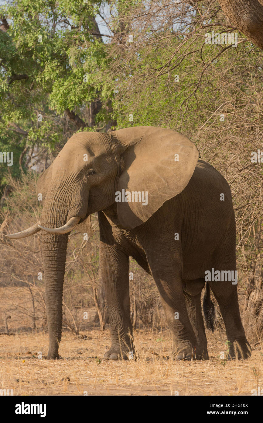 L'éléphant africain (Loxodonta africana) bull Banque D'Images