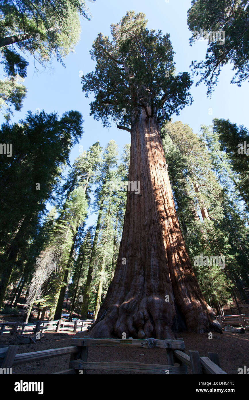 "General Sherman" le plus grand arbre du monde, Sequoia National Park, Californie, États-Unis. Banque D'Images