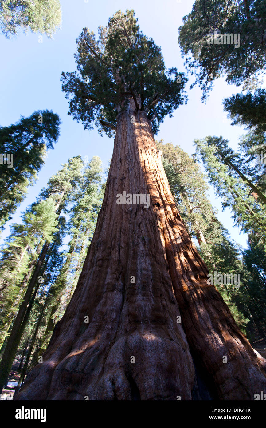 "General Sherman" le plus grand arbre du monde, Sequoia National Park, Californie, États-Unis. Banque D'Images