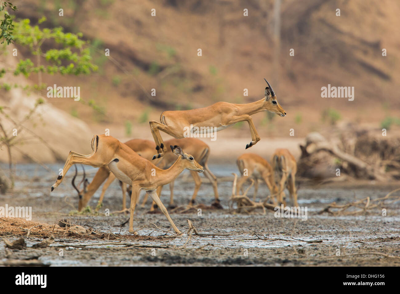 Mâle sub-adulte Impala (Aepyceros melampus) sauter à travers la boue Banque D'Images