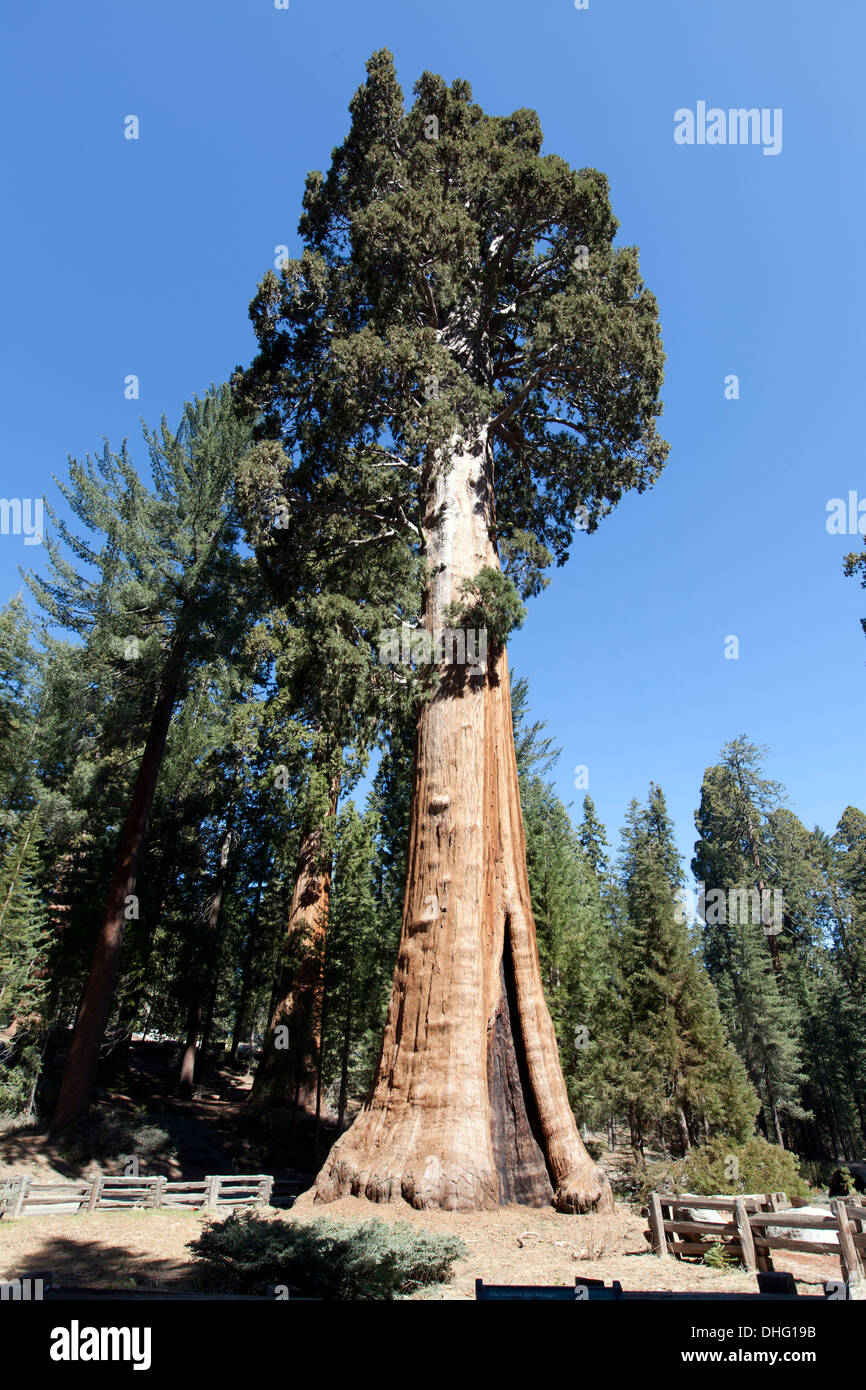 Le Congrès Trail, Sequoia National Park, Californie, États-Unis. Banque D'Images