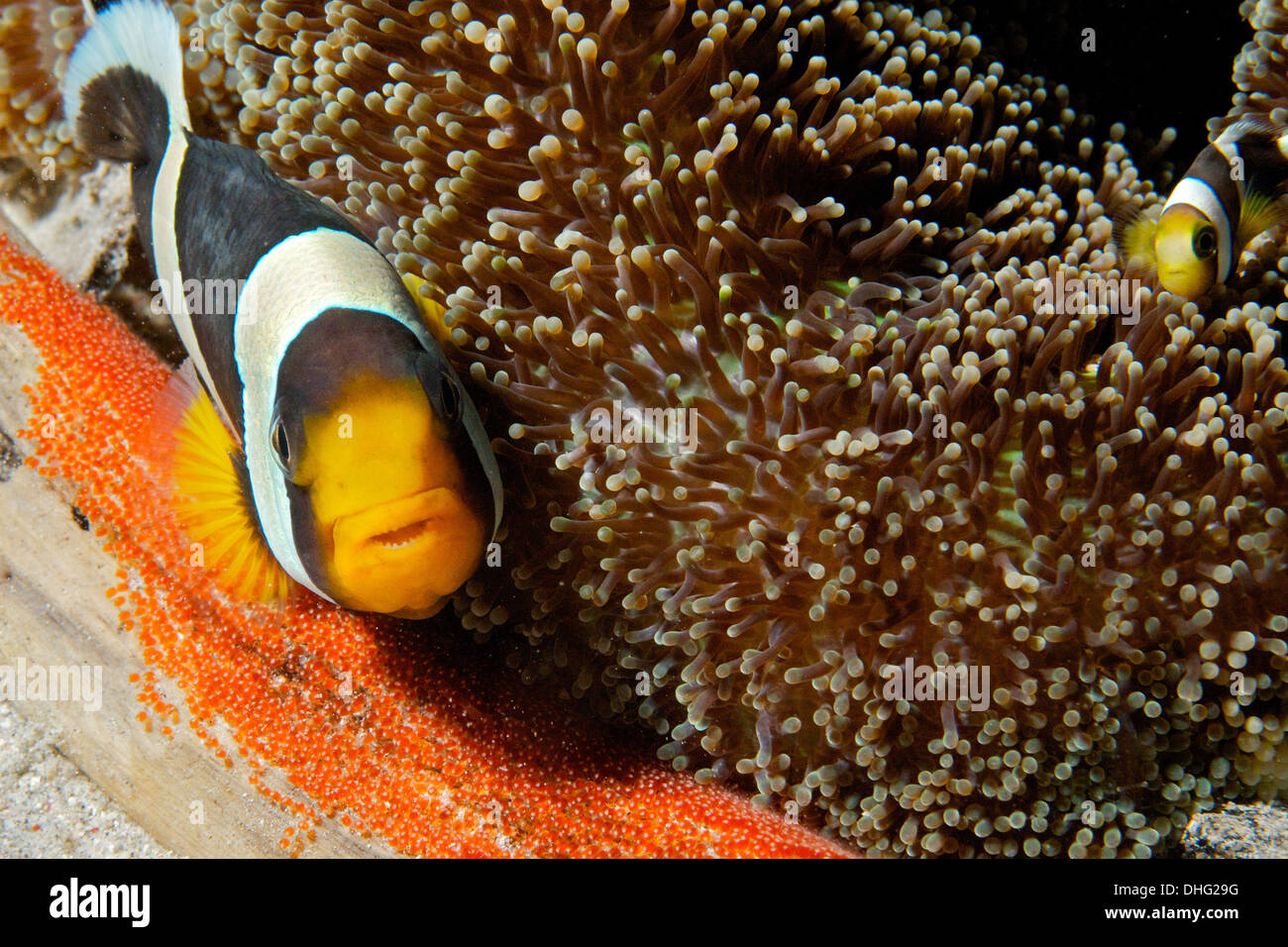 Sériole poissons clowns (Amphiprion clarkii) en prenant soin de centaines d'œufs. Gilli Banta, Komodo, Indonésie. Banque D'Images