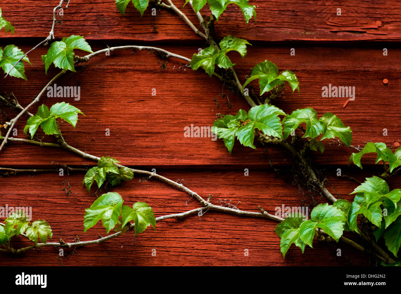 Lierre vert poussant sur un mur de lattes de bois peintes en terre cuite. Banque D'Images