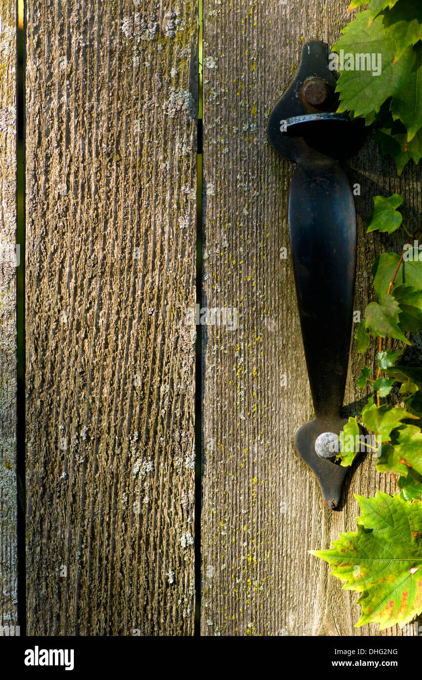 De plus en plus de lierre sur une clôture en bois porte. Banque D'Images