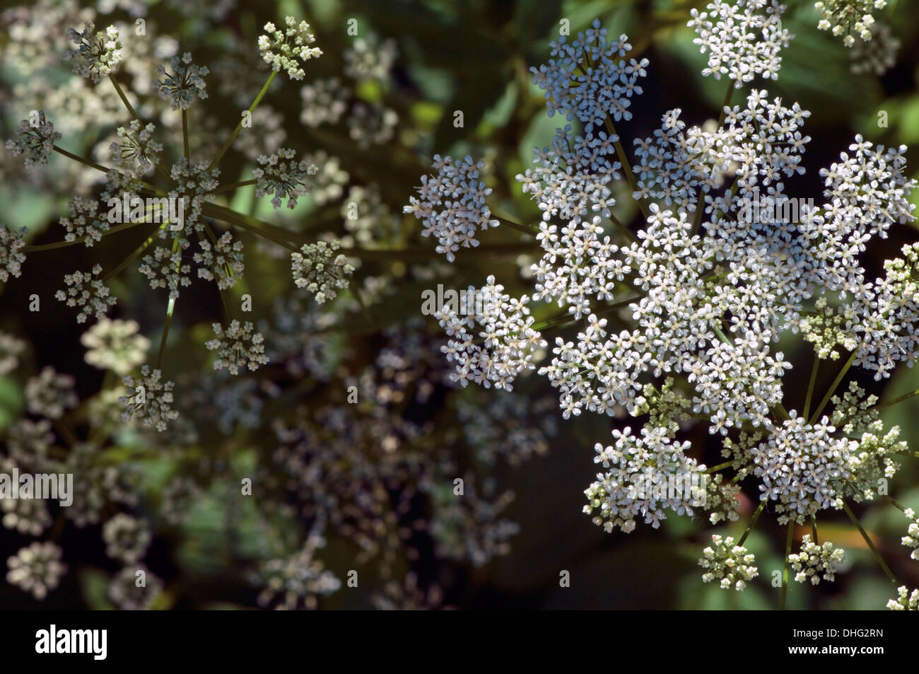 Close-up of Queen Anne's Lace. Banque D'Images