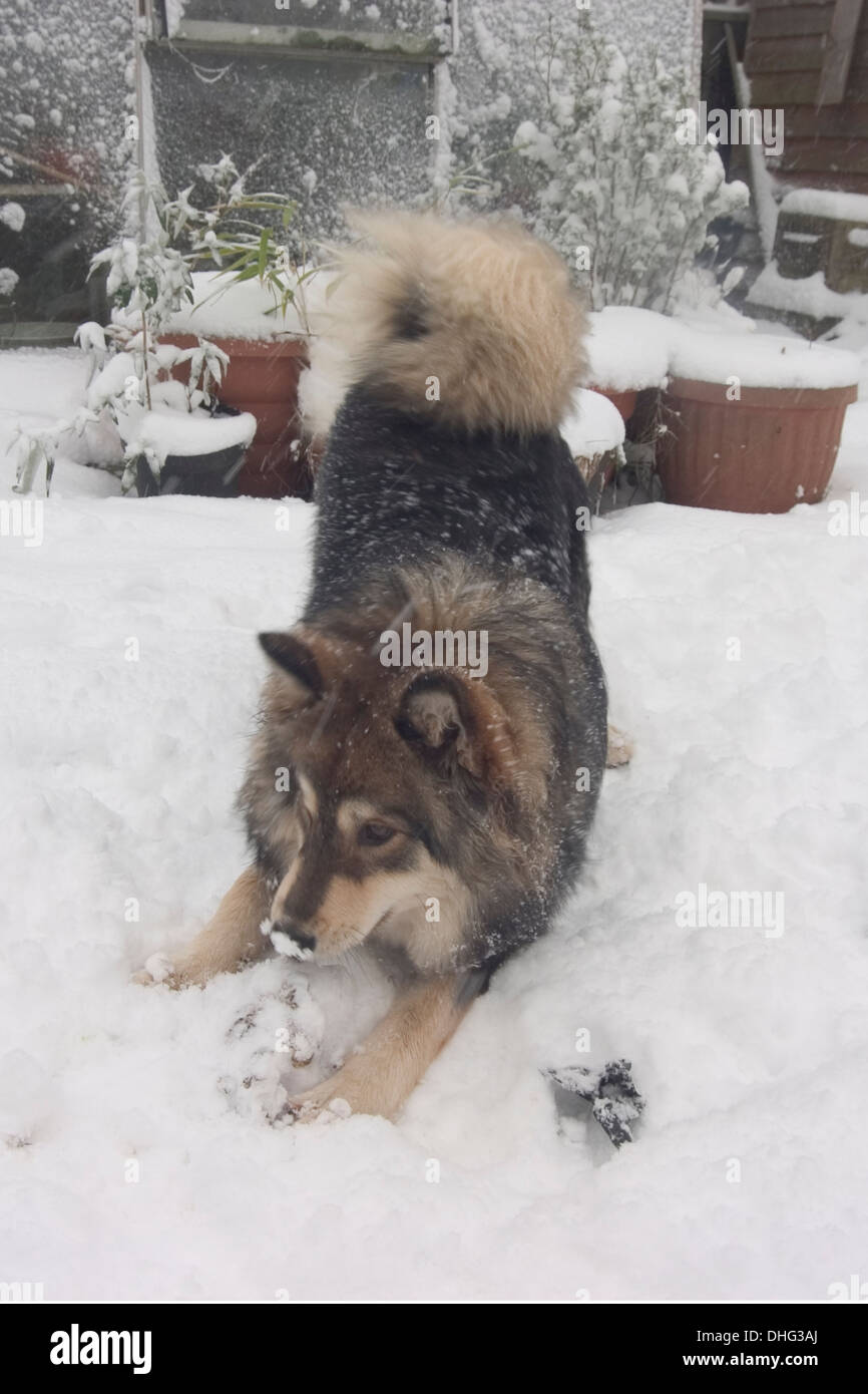 Sable Chien Loup Finnish Lapphund Jouer Dans La Neige De